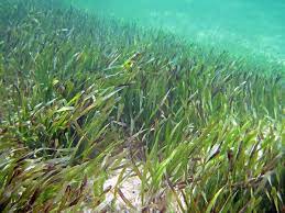 Turtlegrass