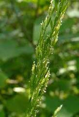 Slender Wedgescale