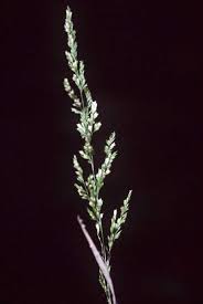 Longleaf Wedgescale