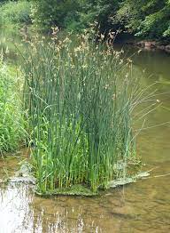 Bulrush
