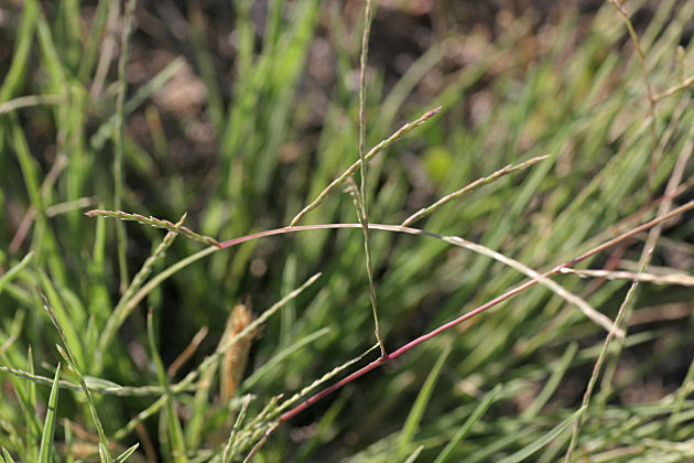 Tumblegrass