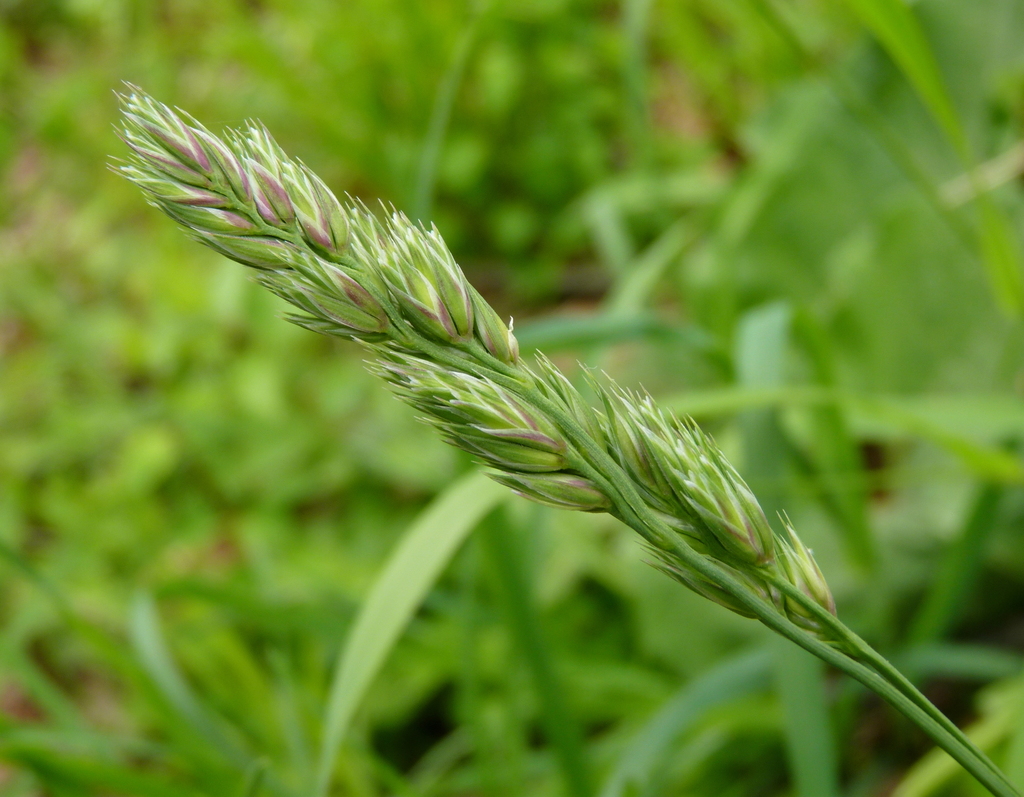 Lolium Species, Meadow Fescue, Meadow Ryegrass