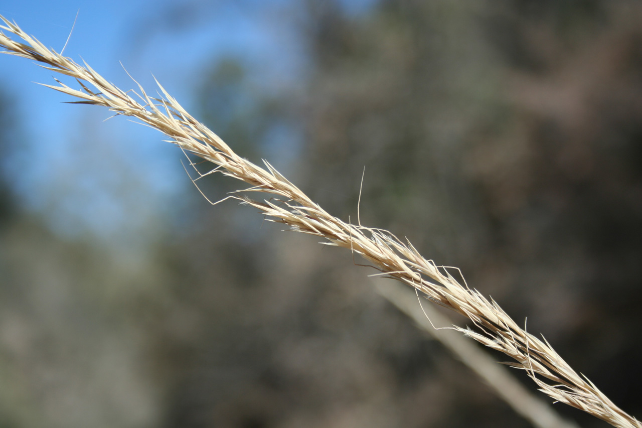Stipa Species, New Mexico Needlegrass