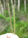 Glenwoodgrass