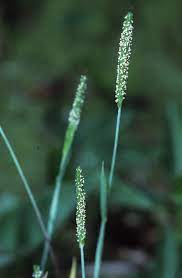 Carolina Foxtail