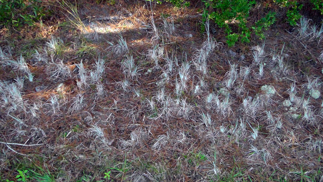 Chalky Bluestem