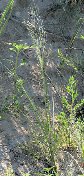 Blowout Grass