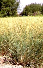 Beardless Wheatgrass