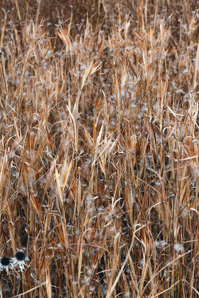Elliotts Bluestem Andropogon gyrans var. stenophyllus