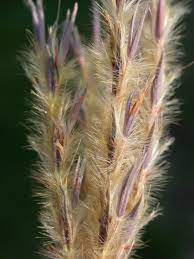 Sand Bluestem