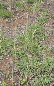 Hybrid Beardgrass