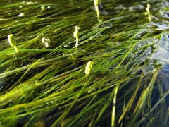 Widgeongrass