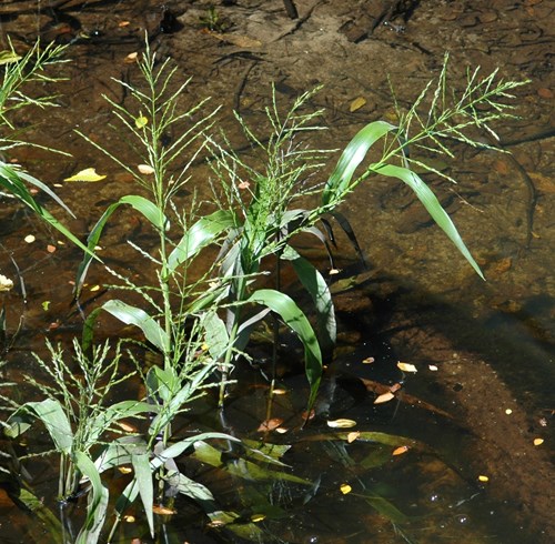 Savannah-Panicgrass