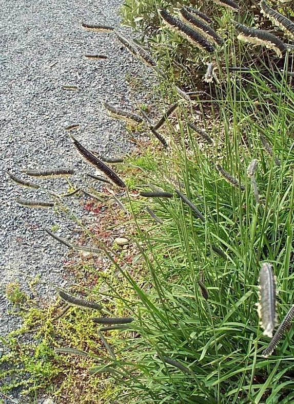 Eyelash Grass, Caterpillar Grass