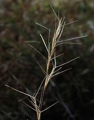Slimspike Threeawn Aristida longespica