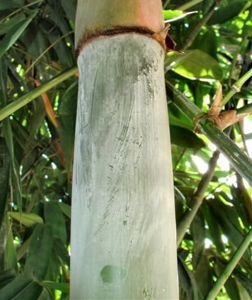 Dendrocalamus, Giant Bamboo Parker Giant