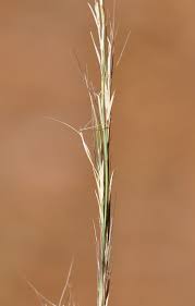 Slimspike Threeawn Aristida longespica var. geniculata