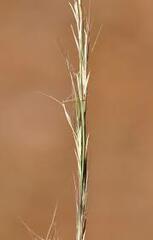 Slimspike Threeawn Aristida longespica var. geniculata