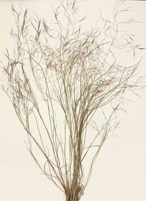 Prairie Threeawn