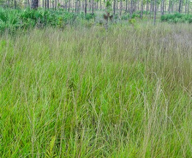 Longleaf Threeawn