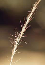 Arrowfeather Threeawn