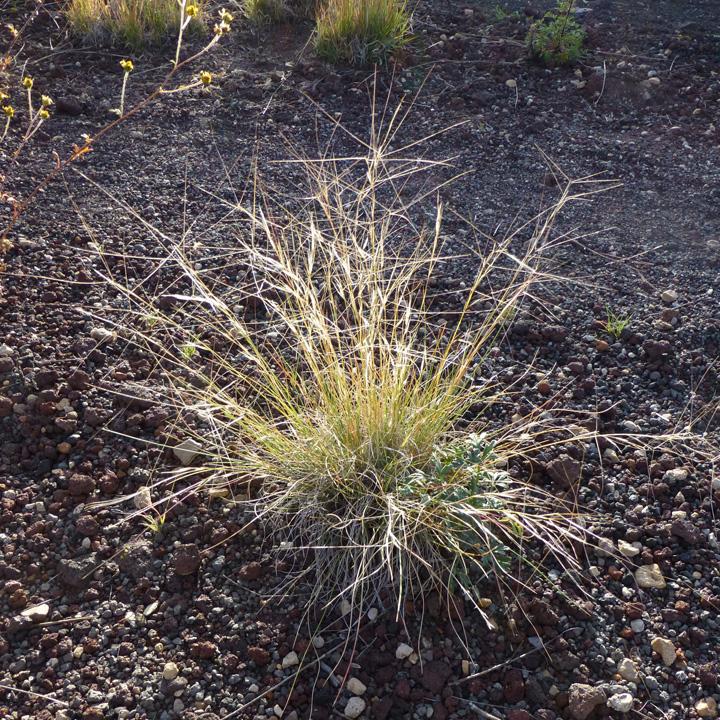 Fendlers Threeawn Aristida purpurea var. fendleriana