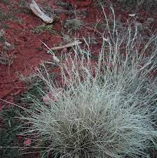 Fendlers Threeawn Aristida purpurea var. longiseta