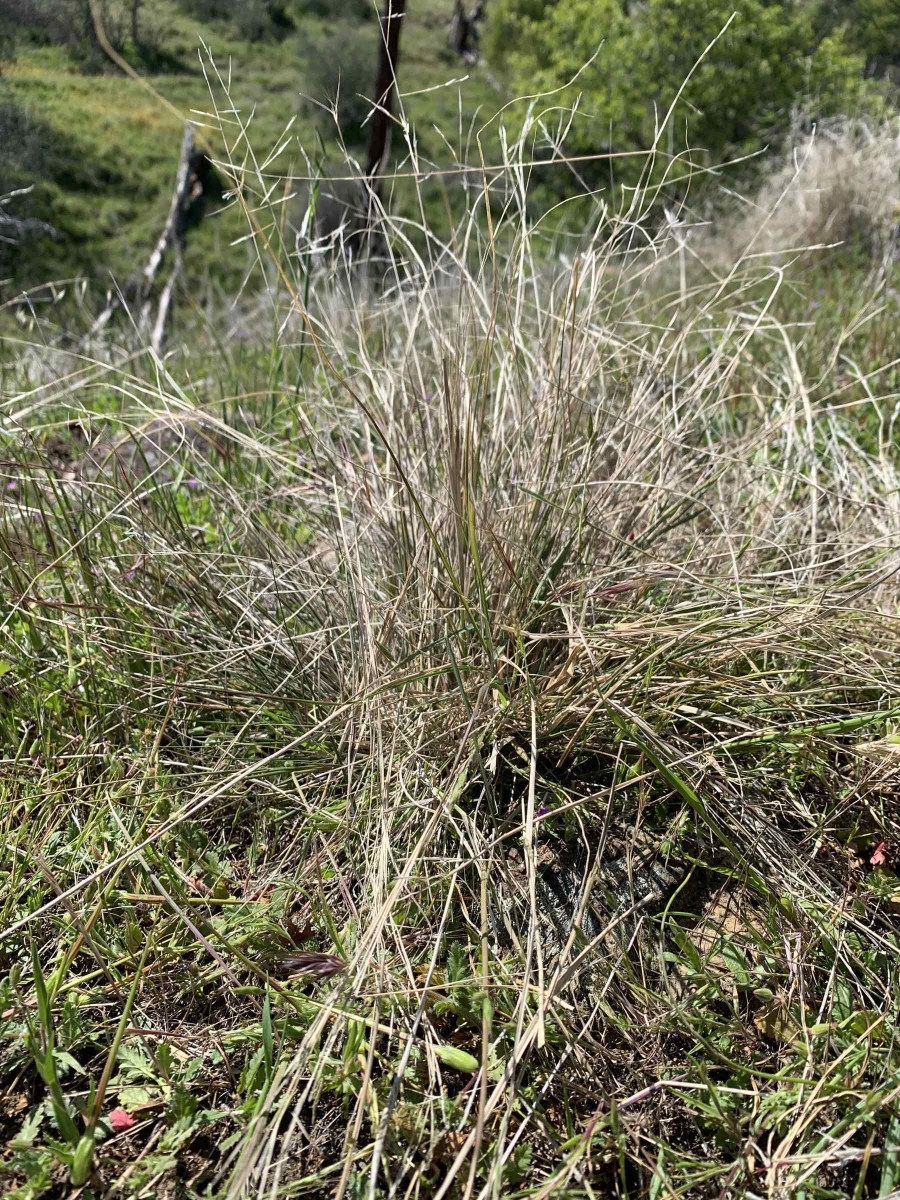 Spidergrass Aristida ternipes