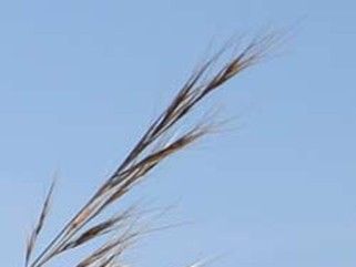 Spidergrass Aristida ternipes var. gentilis
