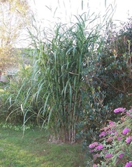 Giant Fountain Grass 'Oceanside'