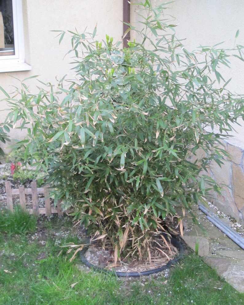 Phyllostachys Species, Running Bamboo