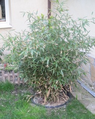 Phyllostachys Species, Running Bamboo