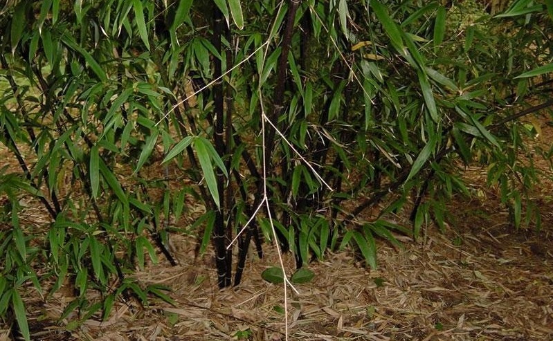 Phyllostachys, Black Bamboo Hale
