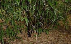 Phyllostachys, Black Bamboo 'Hale'