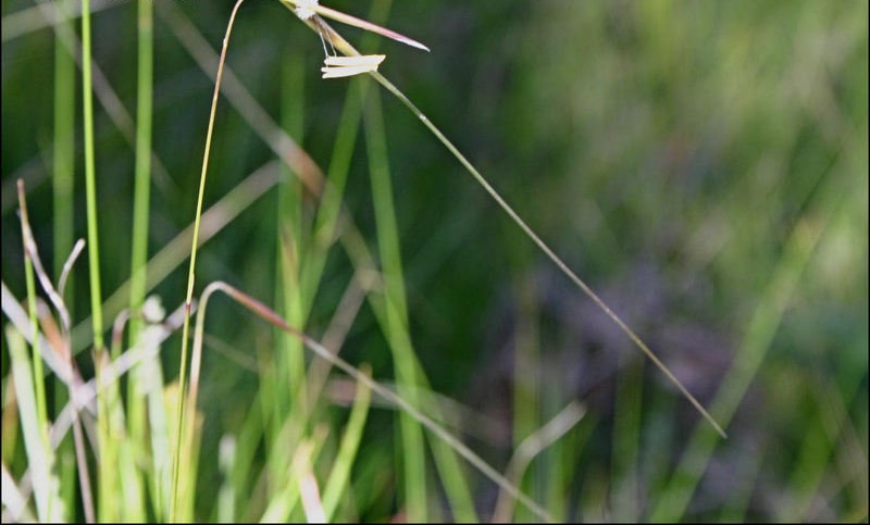 Austrostipa Species, Wiry Speargrass