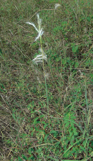 Edwards Plateau Beardgrass