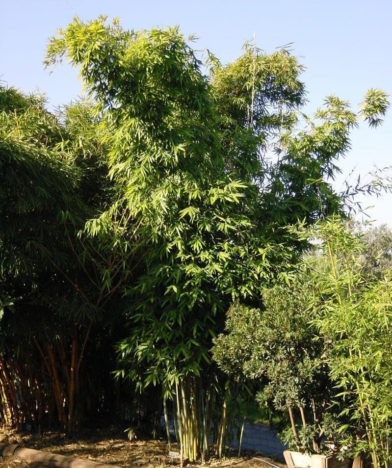 Bambusa, Weavers Bamboo Green Stripe