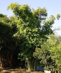 Bambusa, Weaver's Bamboo 'Green Stripe'