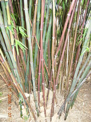 Chimonocalamus Species, Aromatic Bamboo, Chinese Fragrant Bamboo