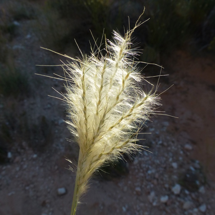 Awnless Beardgrass