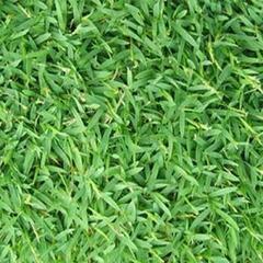 Big Carpetgrass