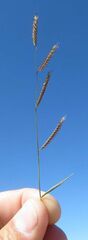 Bouteloua Species, Sixweeks Grama