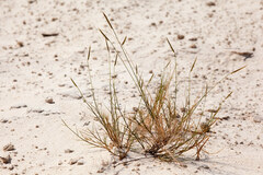 Gypsum Grama