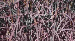 Big Bluestem, Turkeyfoot 'Silver Sunrise'