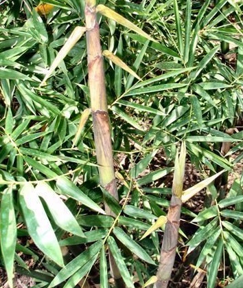 Bambusa Species, Bamboo