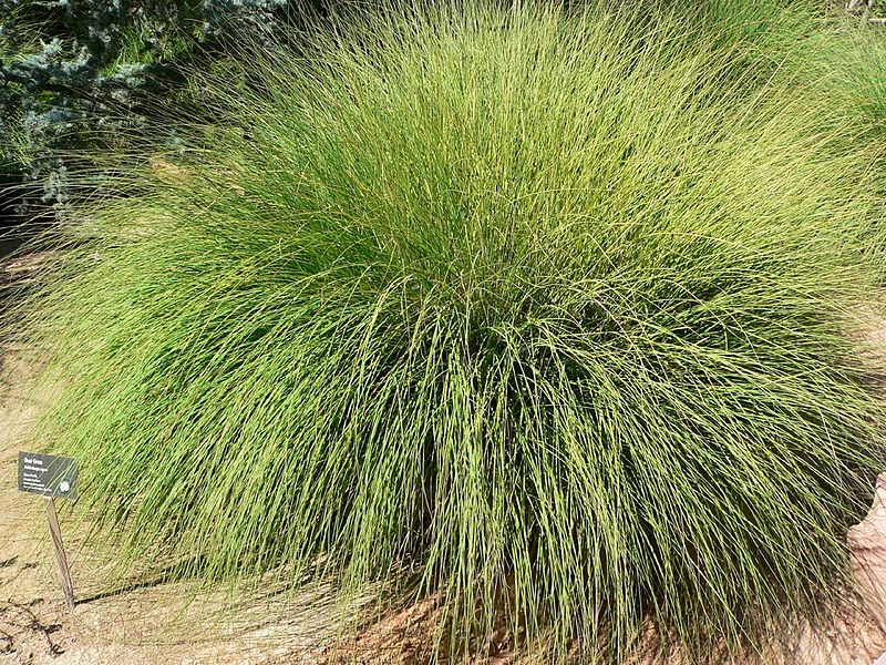 Muhlenbergia, Pink Muhly Grass Pink Flamingos