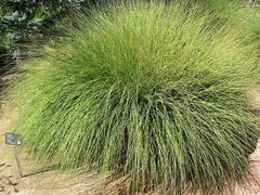 Muhlenbergia, Pink Muhly Grass 'Pink Flamingos'