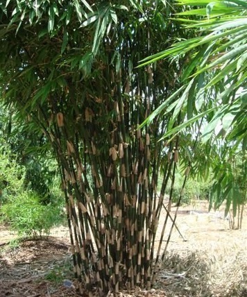 Gigantochloa Species, Pink Bamboo, Sumatra Bamboo