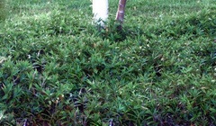 Pleioblastus, Dwarf Fern-leaf Bamboo 'Mini'