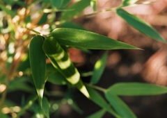 Fargesia, Bamboo 'Xian II'